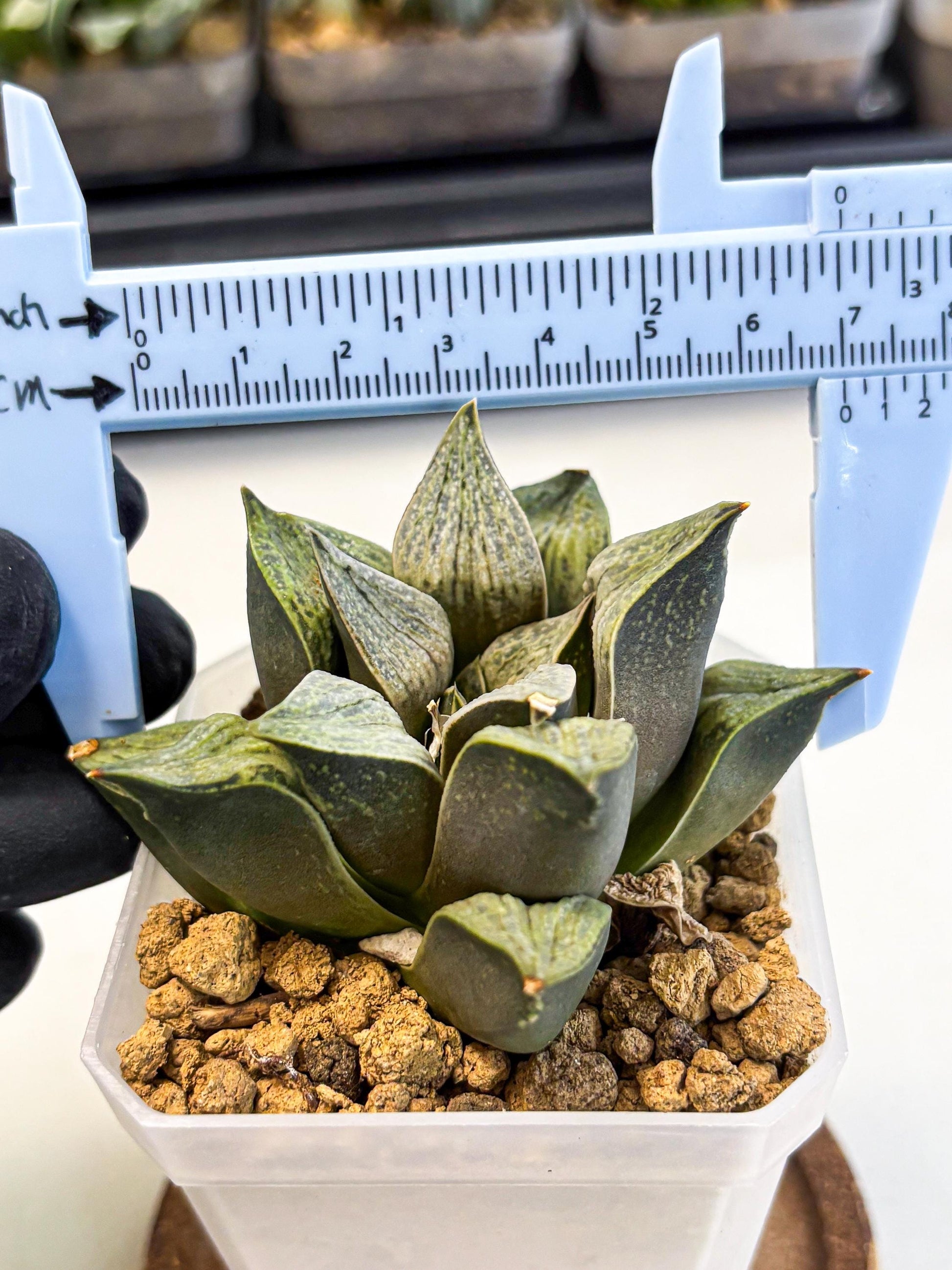 Haworthia Stabilo (wa4) (p6) | Rare Succulent