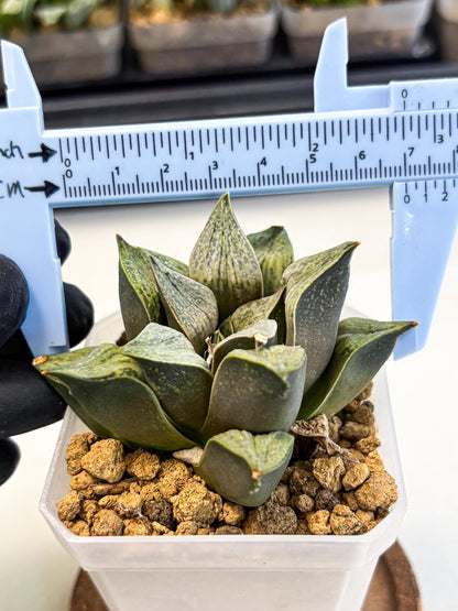 Haworthia Stabilo (wa4) (p6) | Rare Succulent
