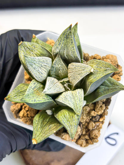 Haworthia Stabilo (wa4) (p6) | Rare Succulent
