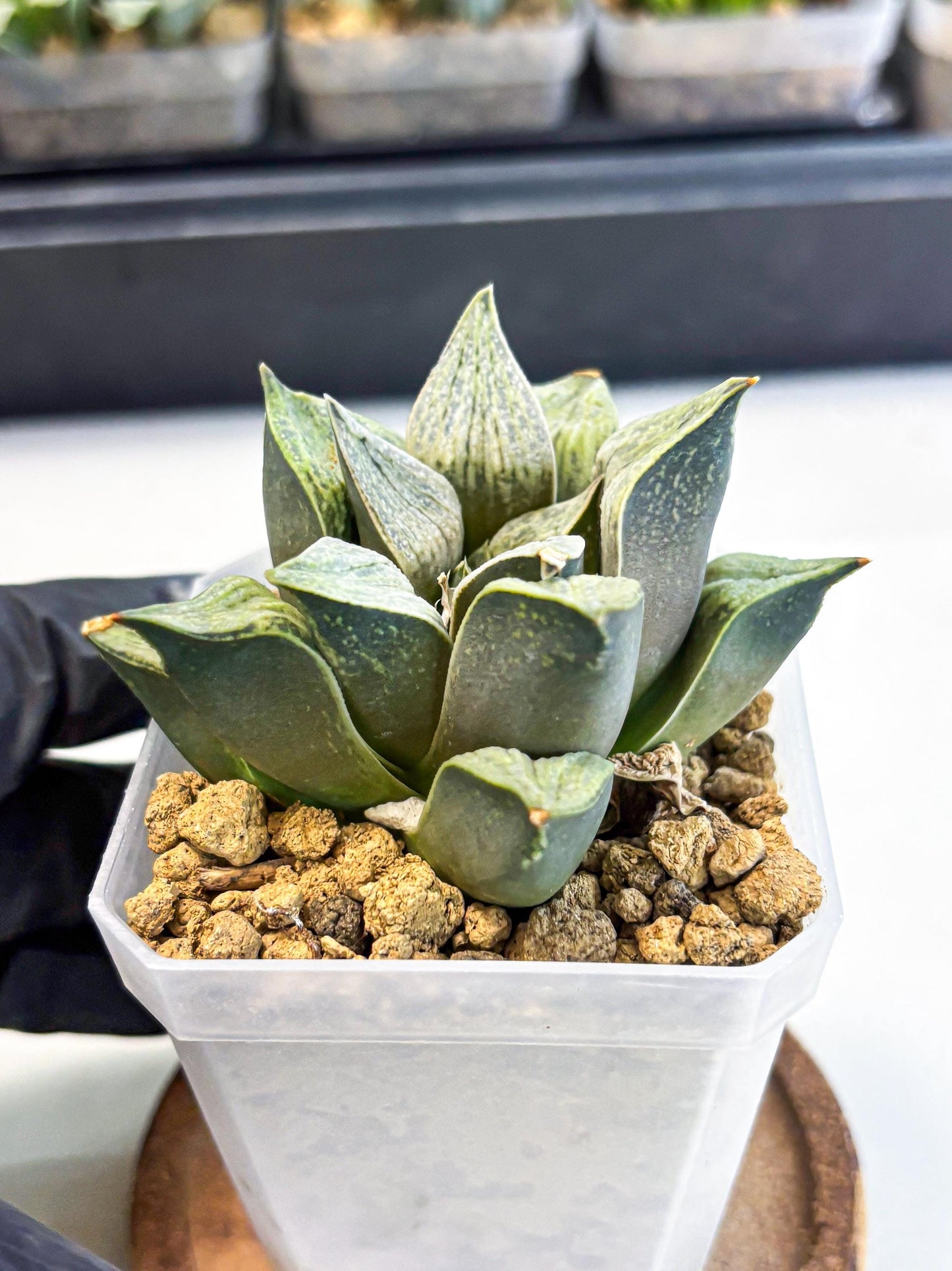 Haworthia Stabilo (wa4) (p6) | Rare Succulent