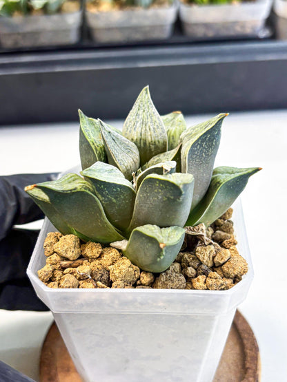 Haworthia Stabilo (wa4) (p6) | Rare Succulent