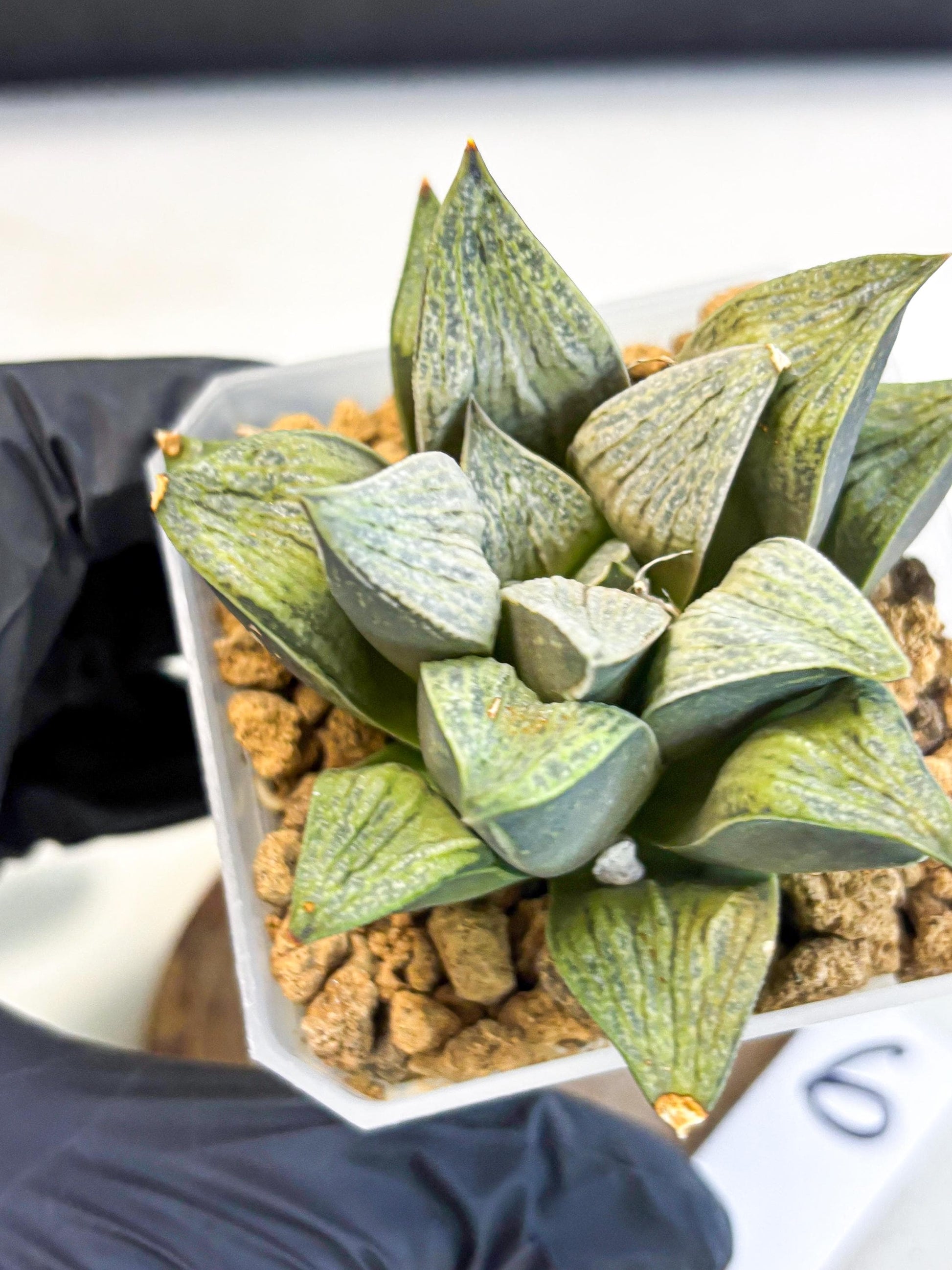 Haworthia Stabilo (wa4) (p6) | Rare Succulent