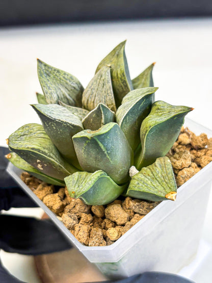 Haworthia Stabilo (wa4) (p6) | Rare Succulent