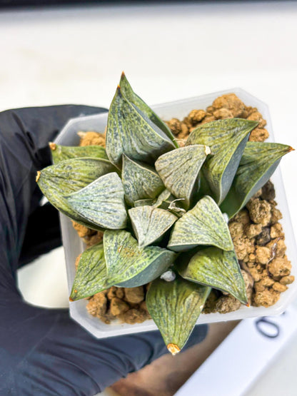 Haworthia Stabilo (wa4) (p6) | Rare Succulent