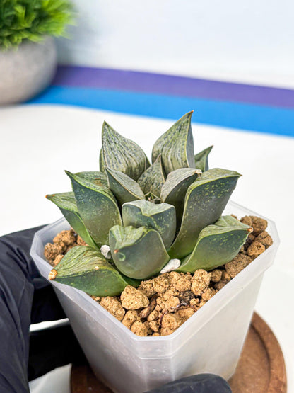 Haworthia Stabilo (wa4) (p6) | Rare Succulent