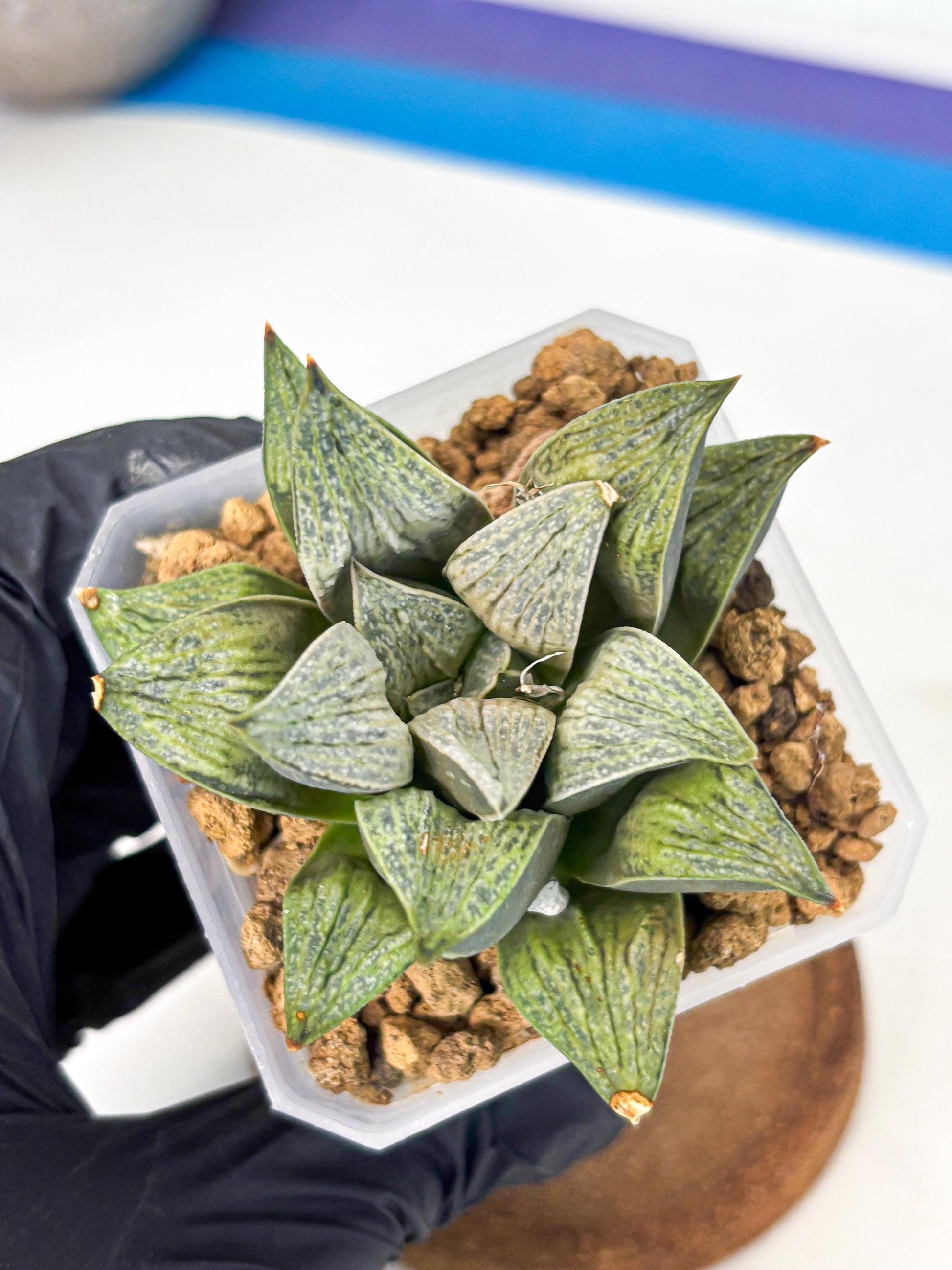 Haworthia Stabilo (wa4) (p6) | Rare Succulent