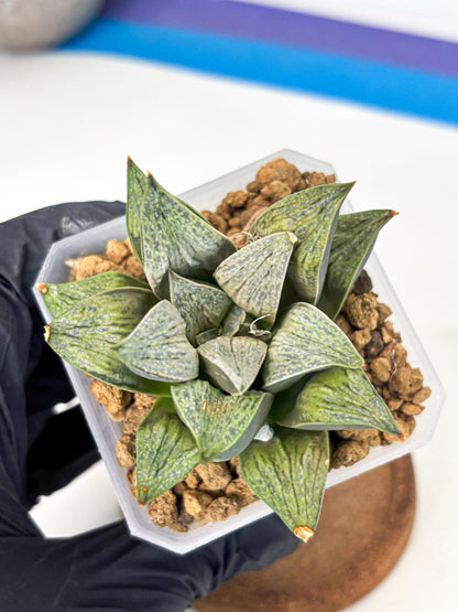 Haworthia Stabilo (wa4) (p6) | Rare Succulent