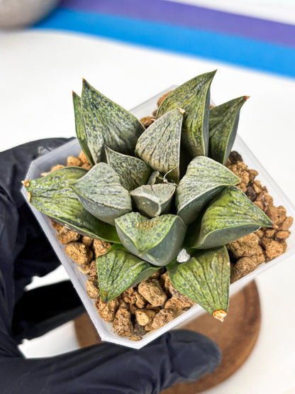 Haworthia Stabilo (wa4) (p6) | Rare Succulent