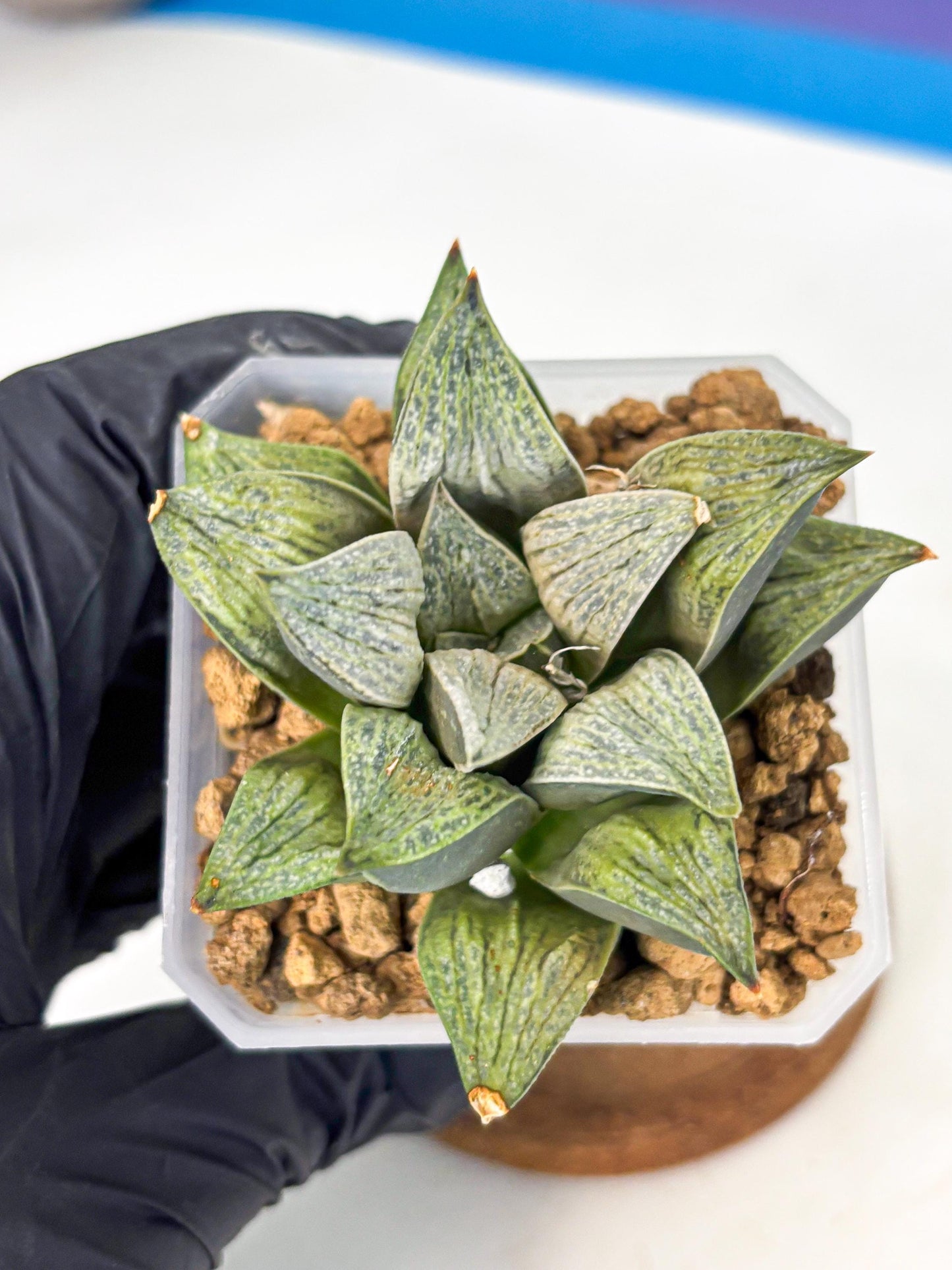 Haworthia Stabilo (wa4) (p6) | Rare Succulent
