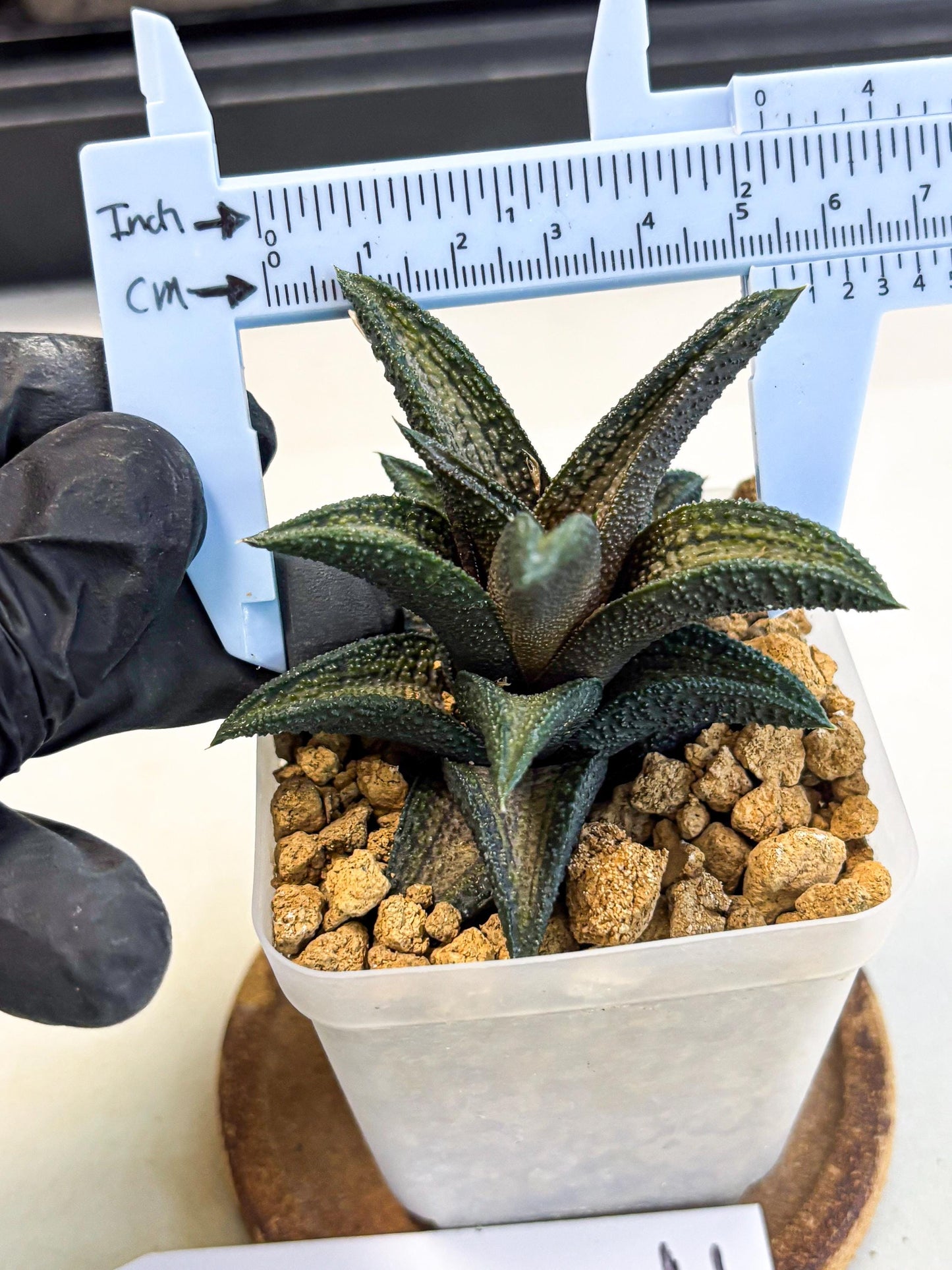 Haworthia Kintakyo (wa4) (p7) | Rare Succulent
