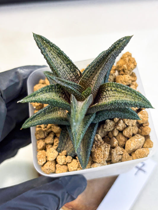 Haworthia Kintakyo (wa4) (p7) | Rare Succulent