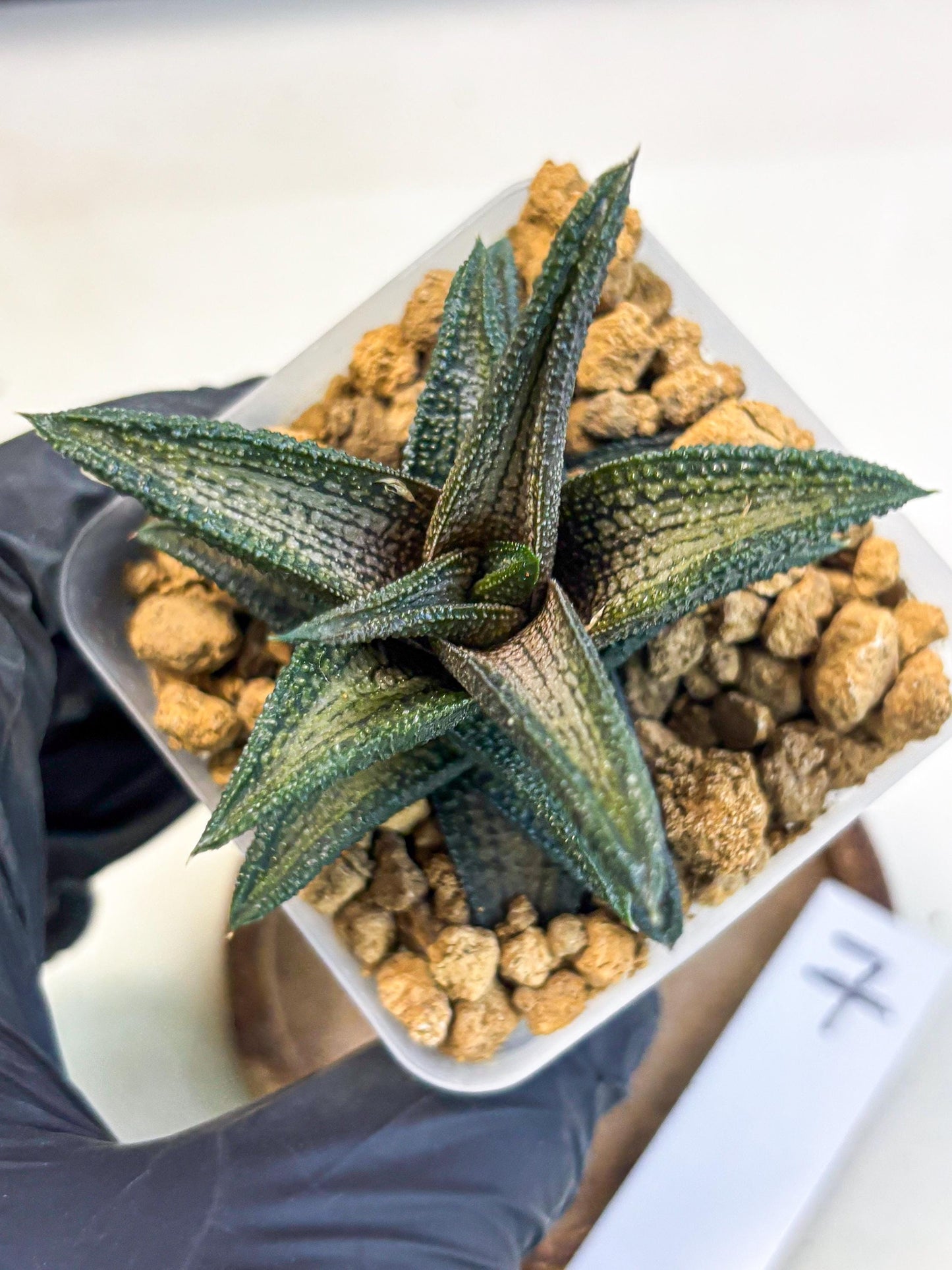 Haworthia Kintakyo (wa4) (p7) | Rare Succulent