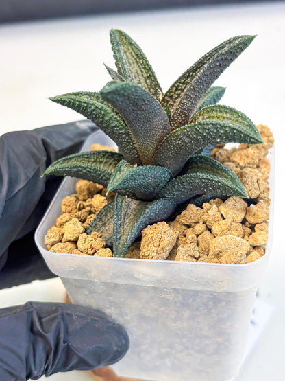 Haworthia Kintakyo (wa4) (p7) | Rare Succulent