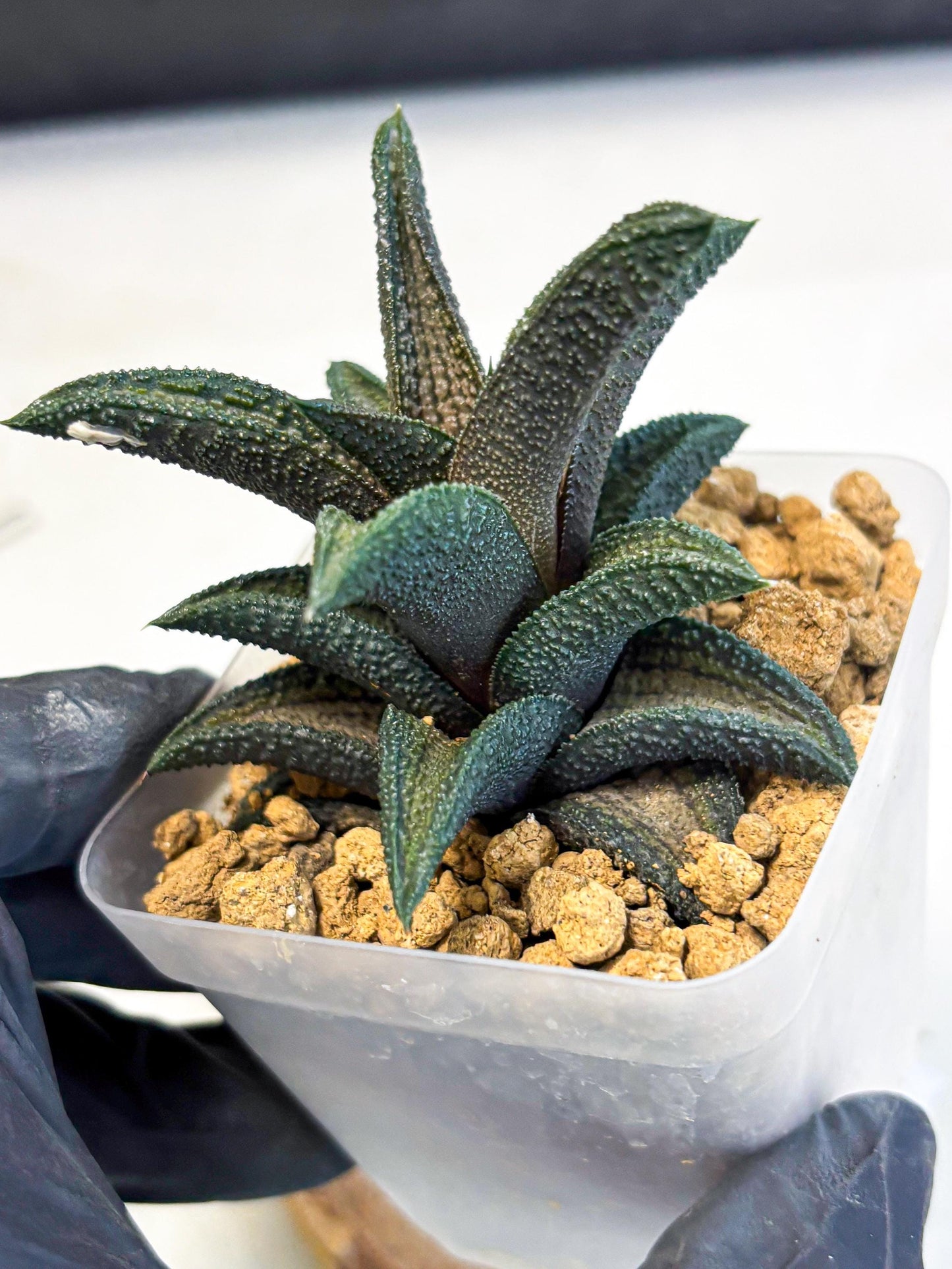 Haworthia Kintakyo (wa4) (p7) | Rare Succulent