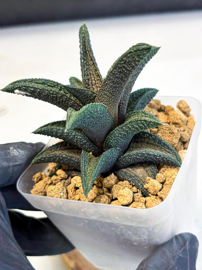 Haworthia Kintakyo (wa4) (p7) | Rare Succulent