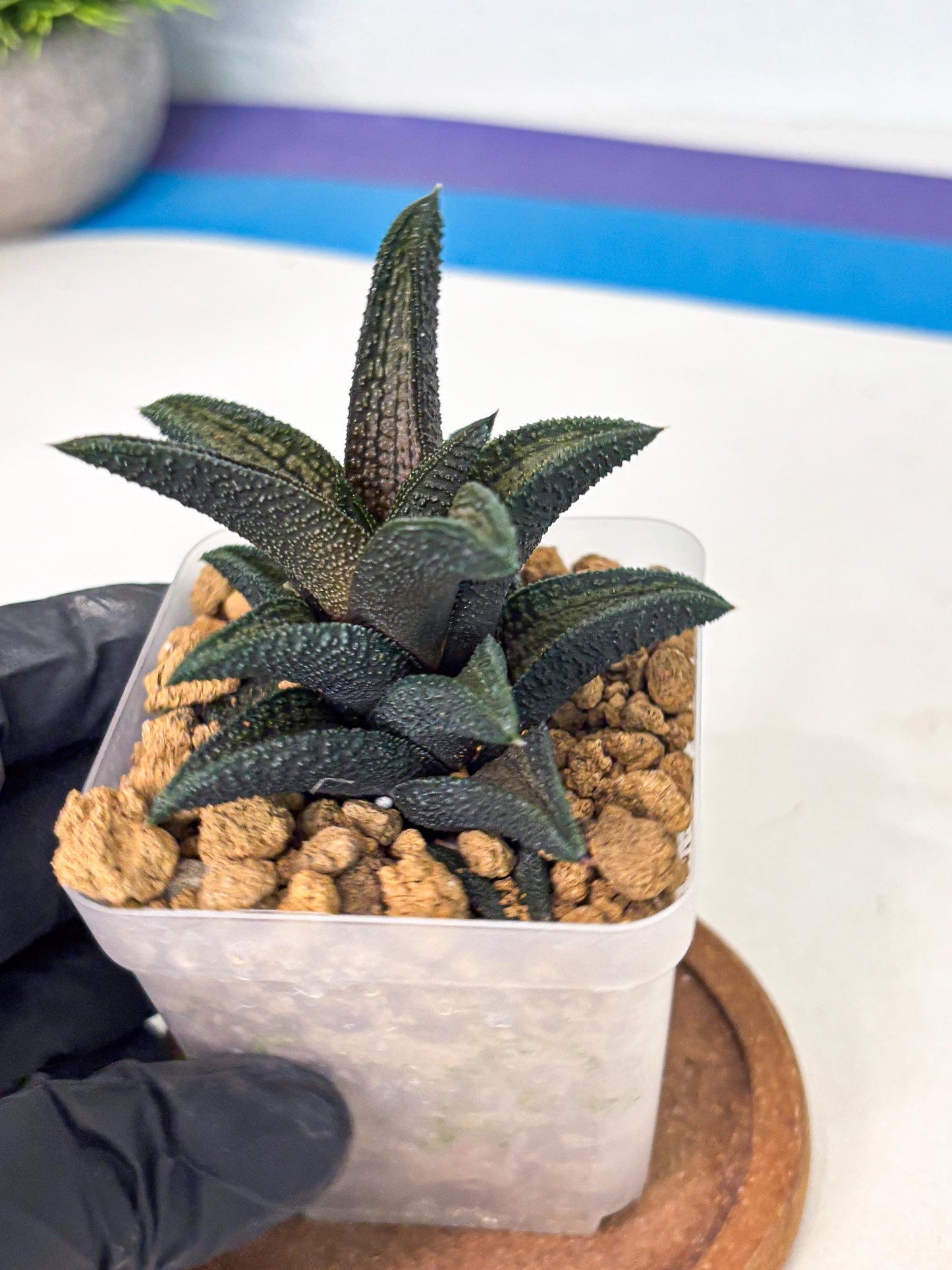 Haworthia Kintakyo (wa4) (p7) | Rare Succulent