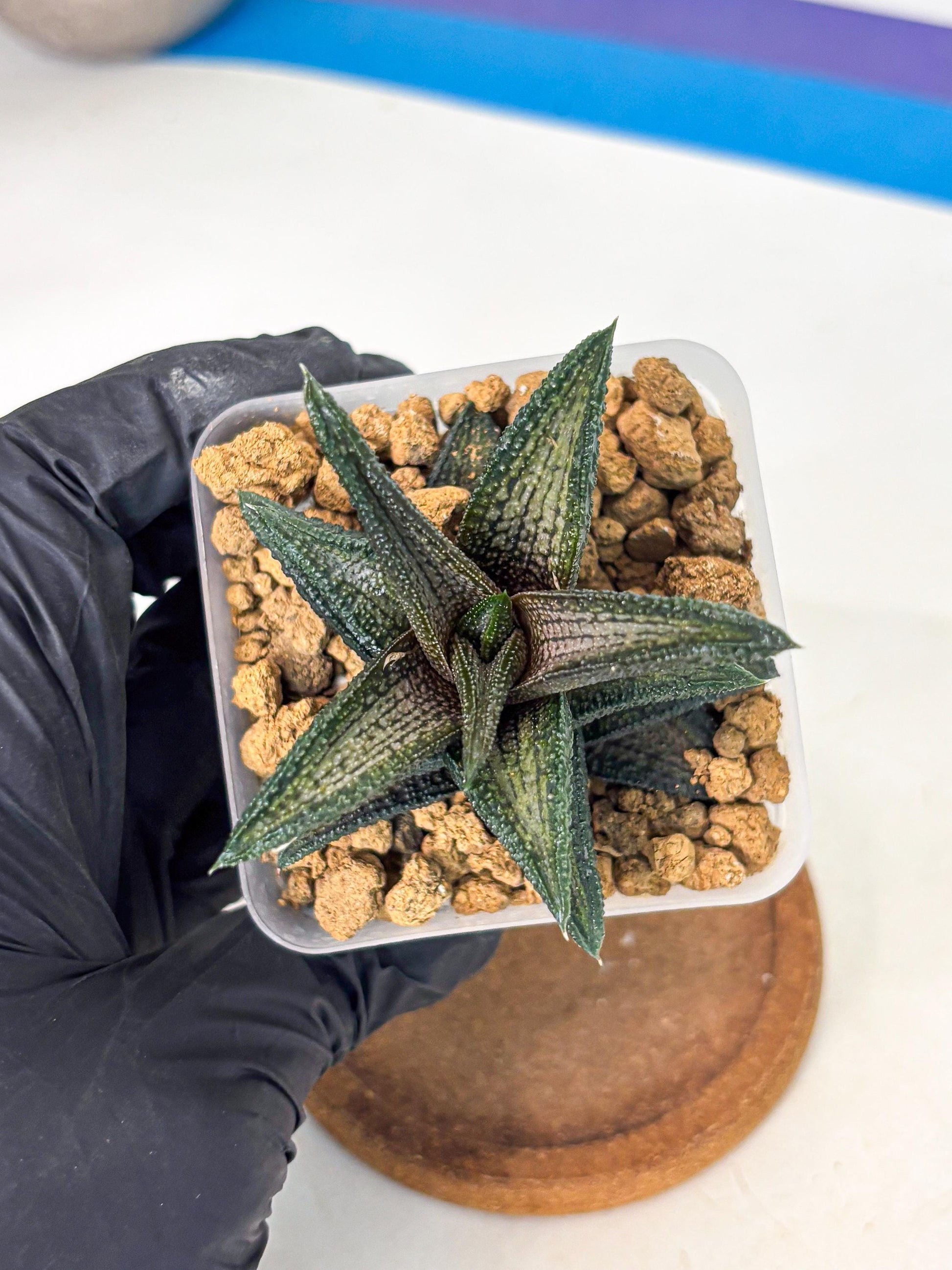 Haworthia Kintakyo (wa4) (p7) | Rare Succulent