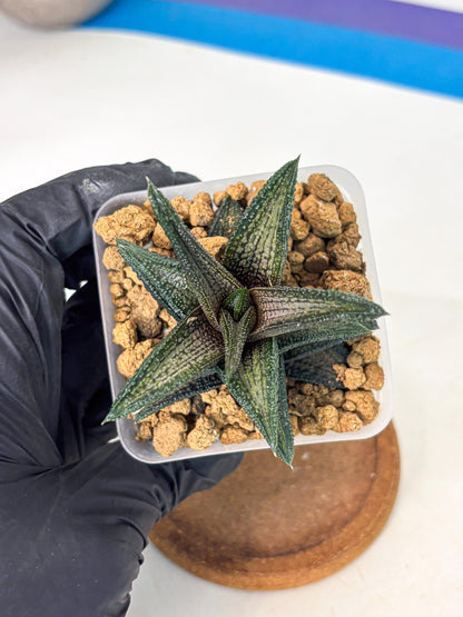 Haworthia Kintakyo (wa4) (p7) | Rare Succulent