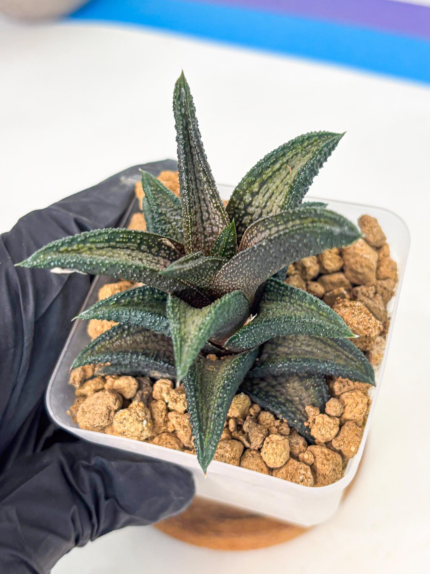 Haworthia Kintakyo (wa4) (p7) | Rare Succulent