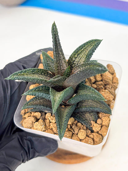 Haworthia Kintakyo (wa4) (p7) | Rare Succulent