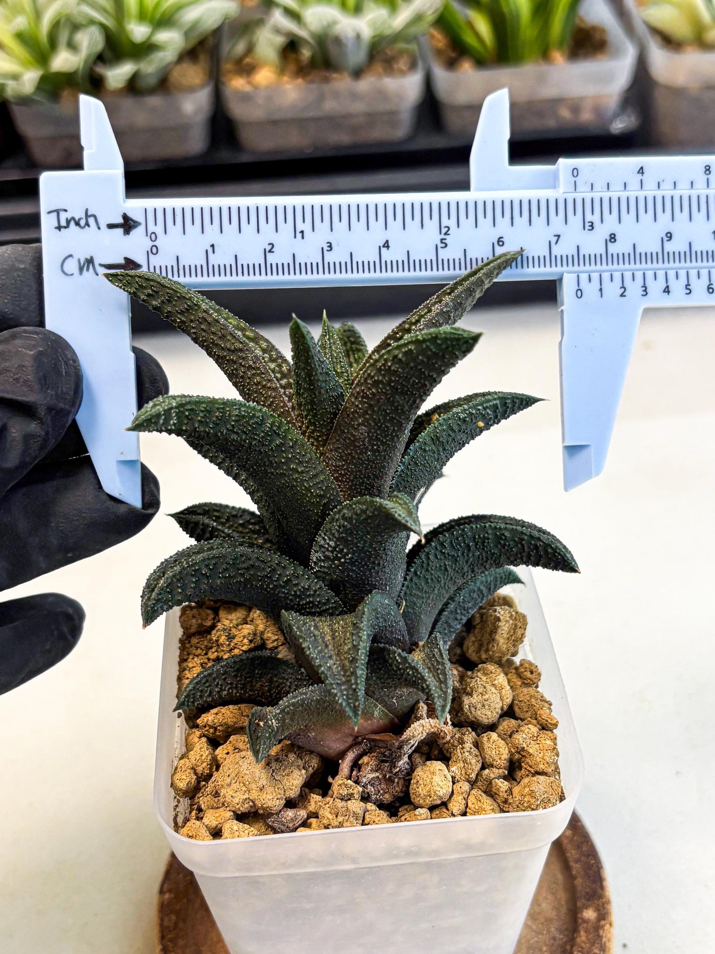 Haworthia Kintakyo (wa4) (r1) | Rare Succulent