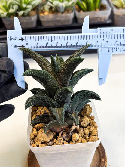Haworthia Kintakyo (wa4) (r1) | Rare Succulent