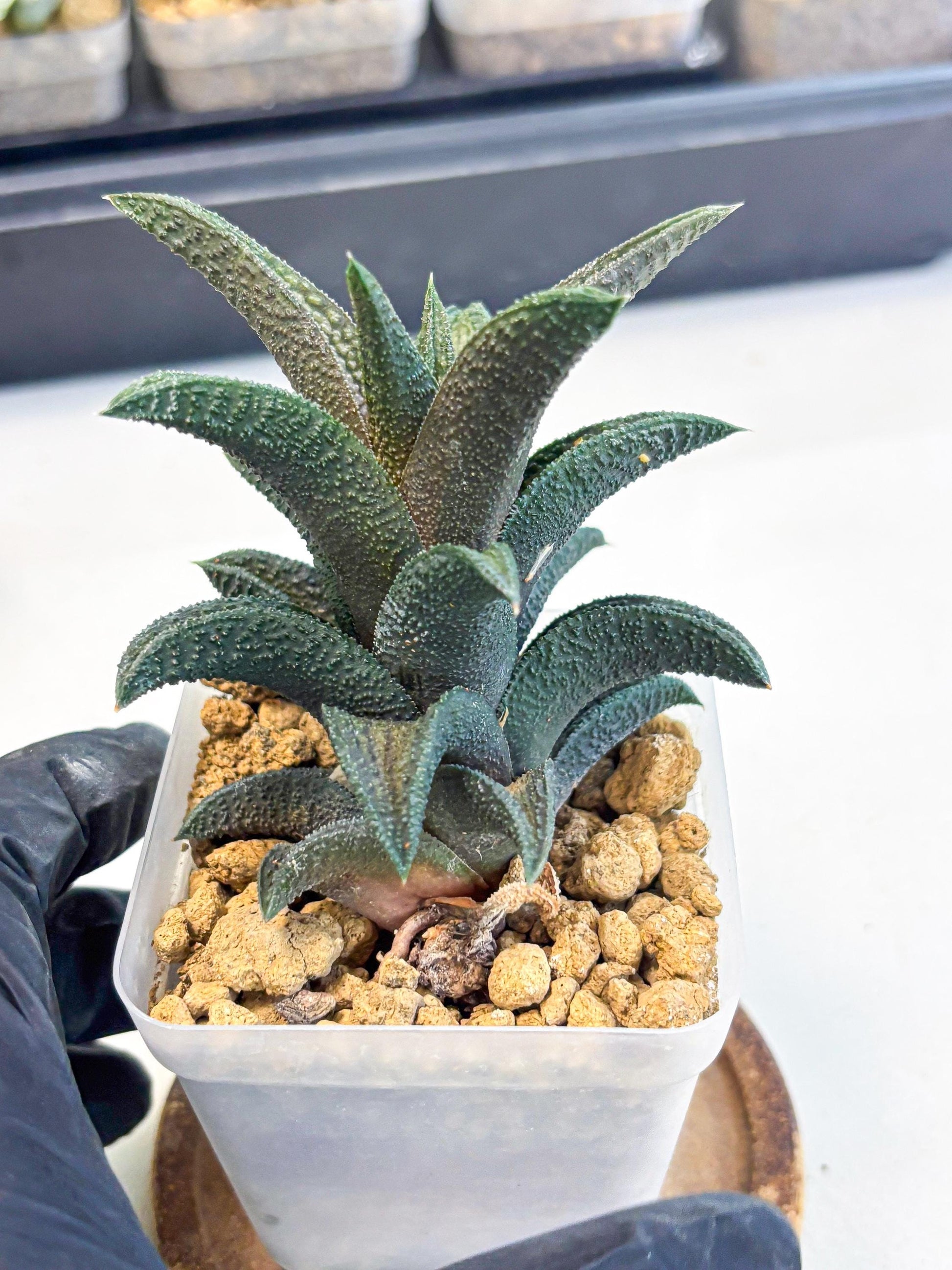 Haworthia Kintakyo (wa4) (r1) | Rare Succulent