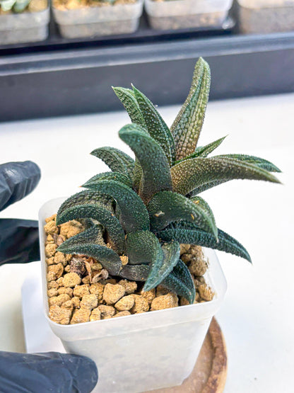 Haworthia Kintakyo (wa4) (r1) | Rare Succulent