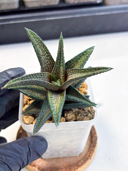 Haworthia Kintakyo (wa4) (r1) | Rare Succulent
