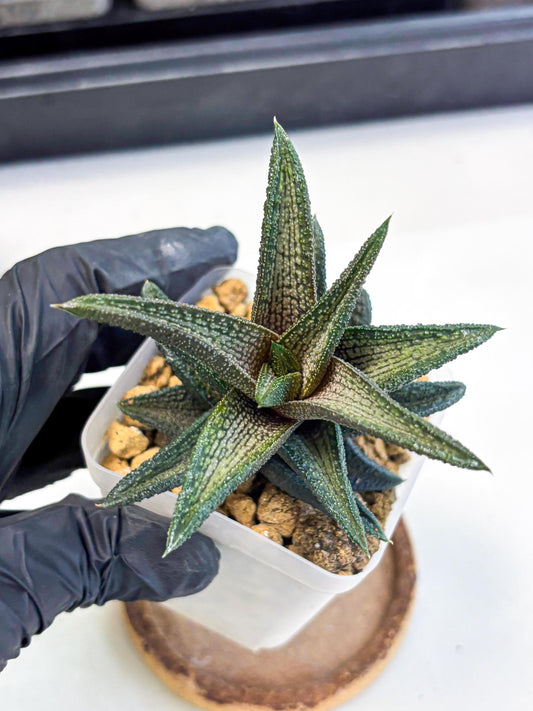 Haworthia Kintakyo (wa4) (r1) | Rare Succulent