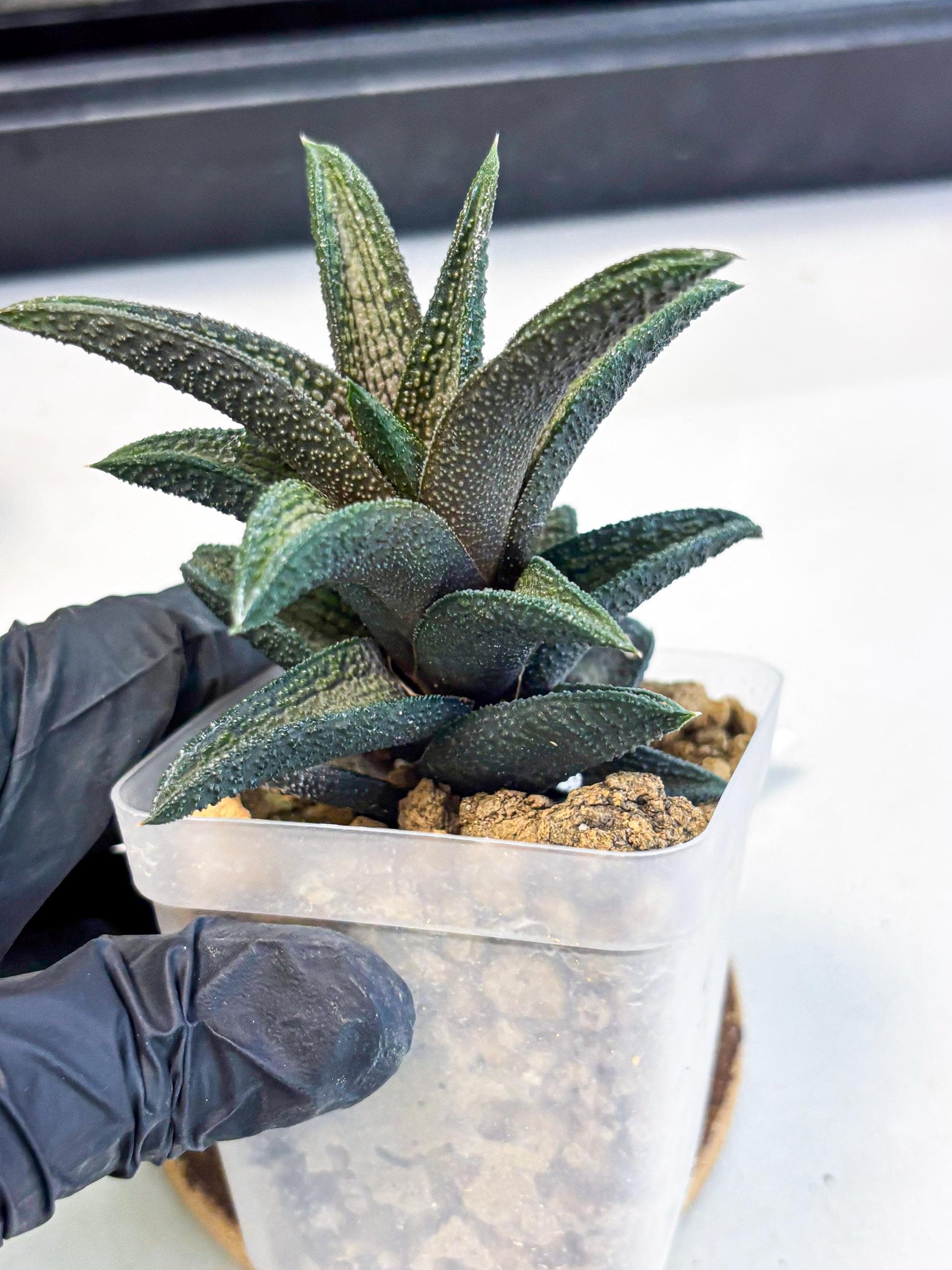 Haworthia Kintakyo (wa4) (r1) | Rare Succulent