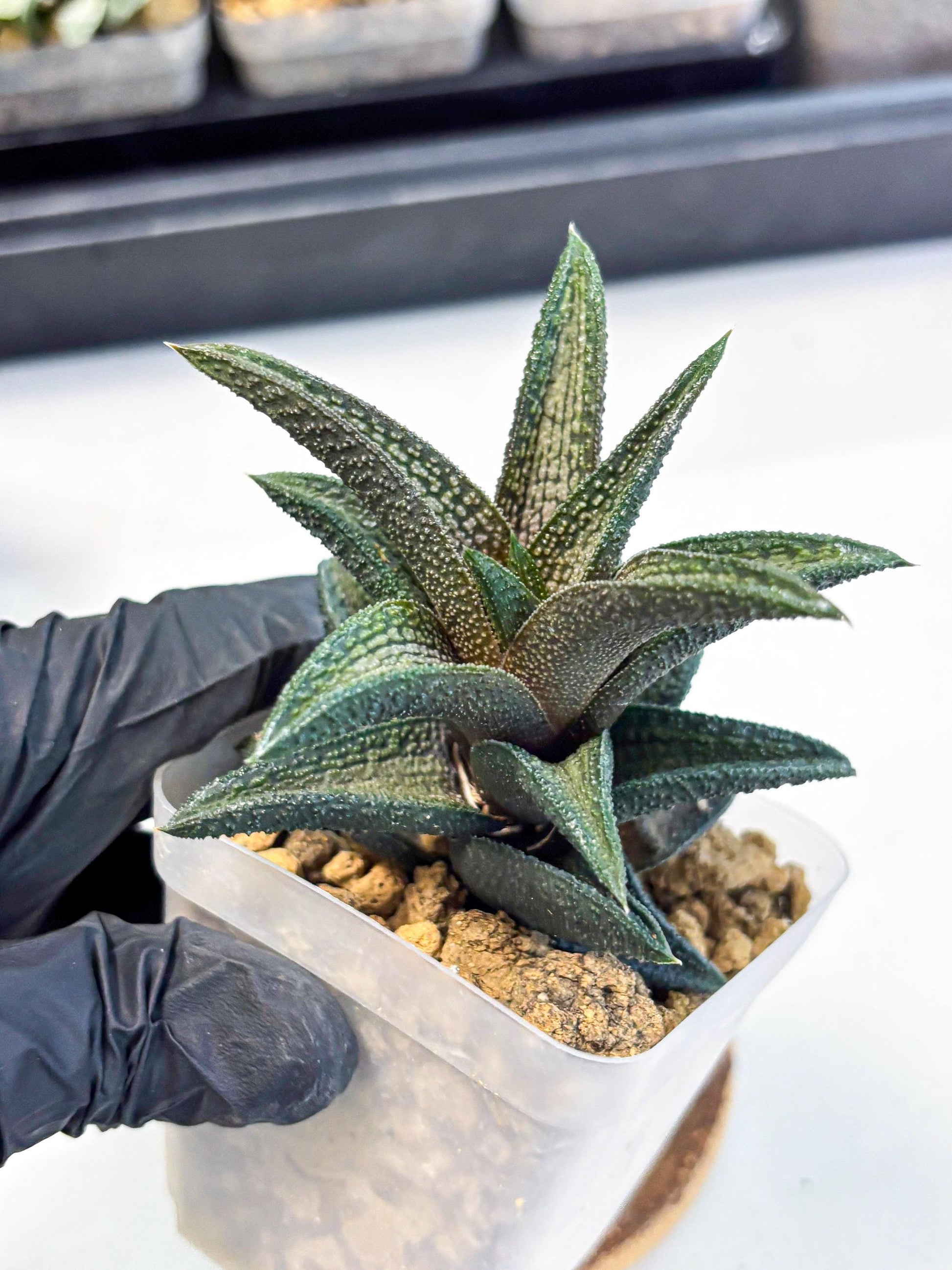 Haworthia Kintakyo (wa4) (r1) | Rare Succulent