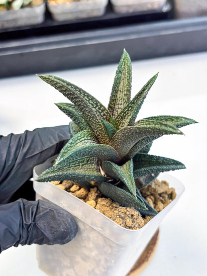 Haworthia Kintakyo (wa4) (r1) | Rare Succulent