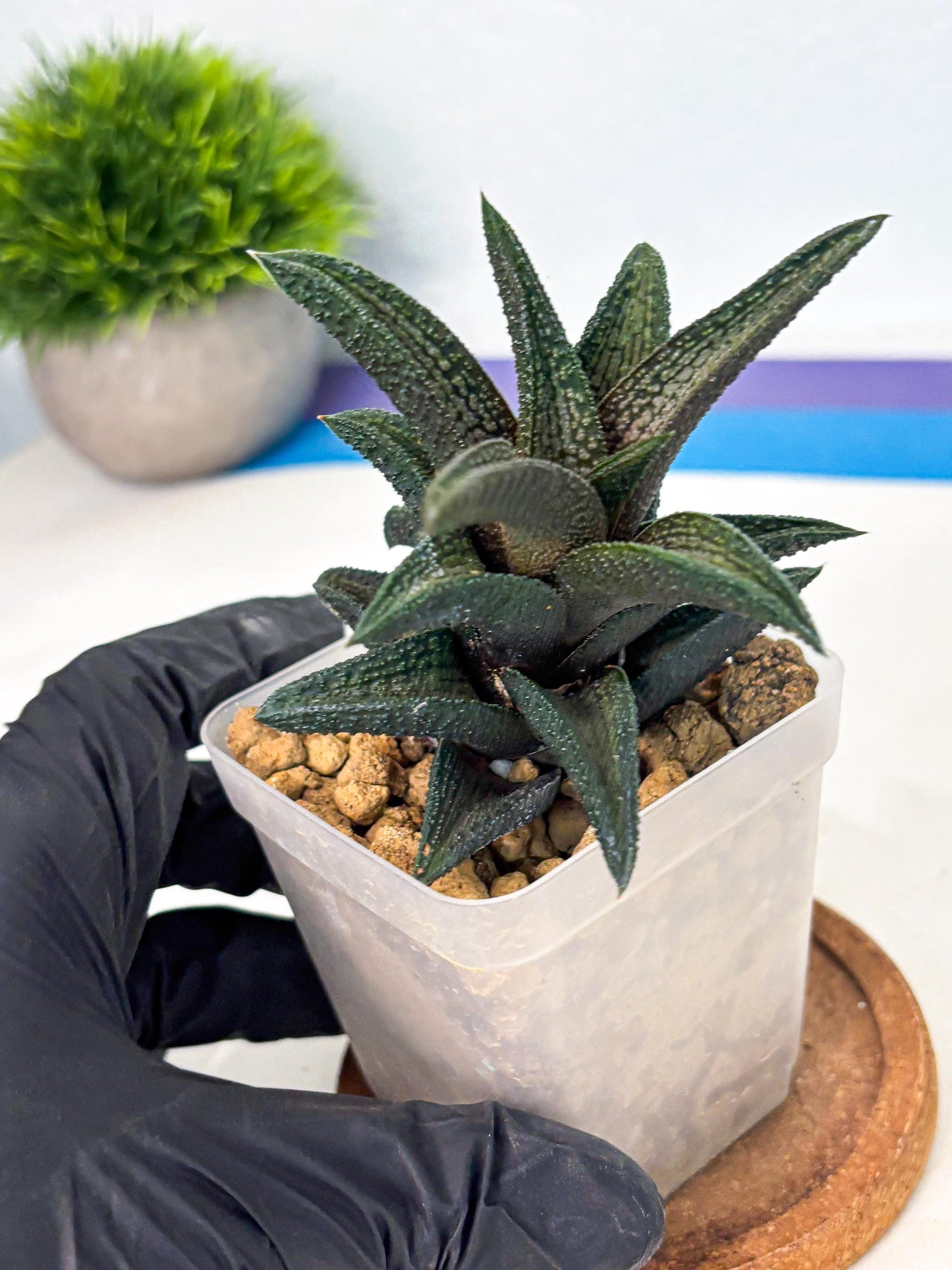 Haworthia Kintakyo (wa4) (r1) | Rare Succulent
