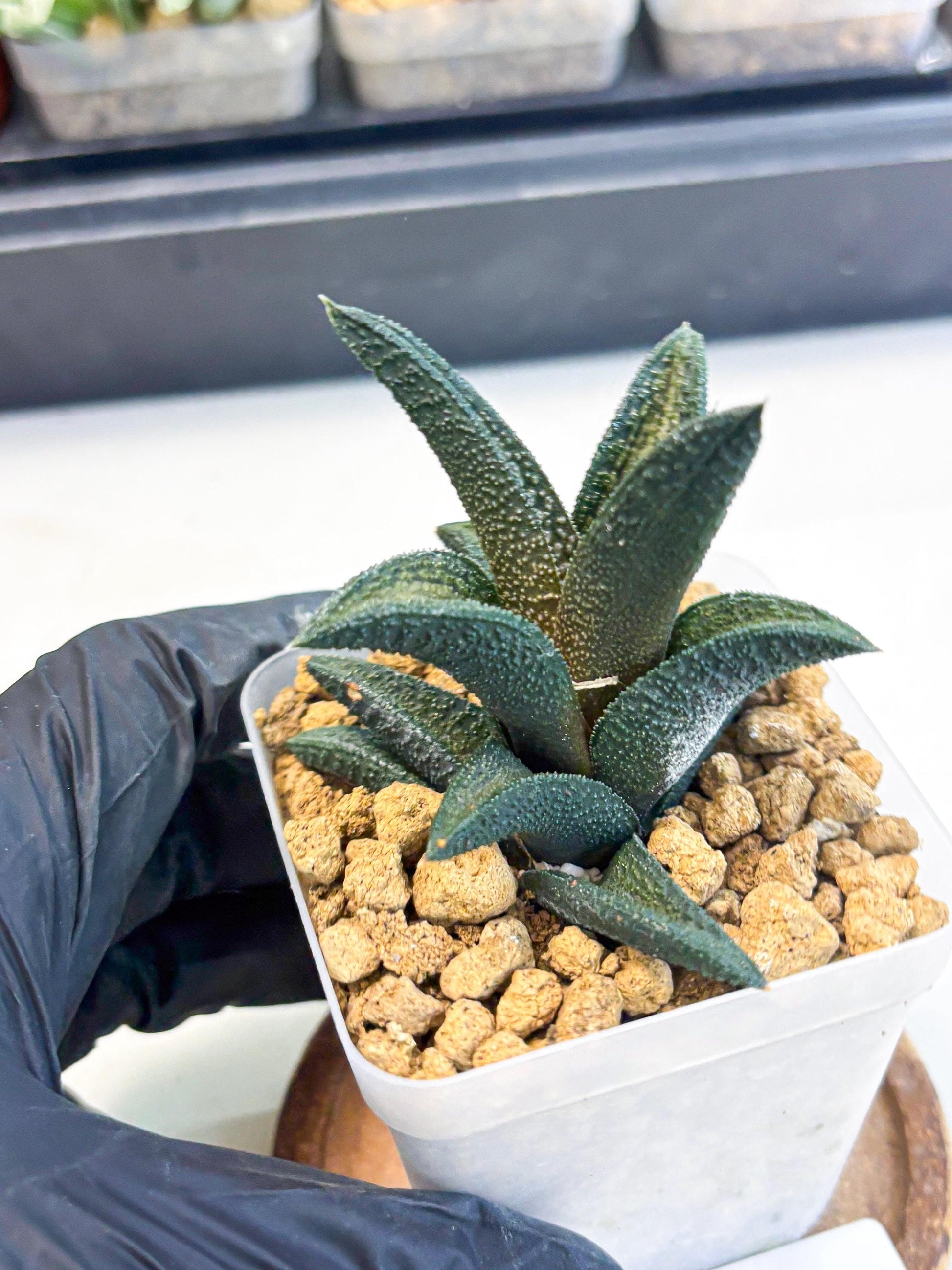 Haworthia Kintakyo (wa4) (r2) | Rare Succulent