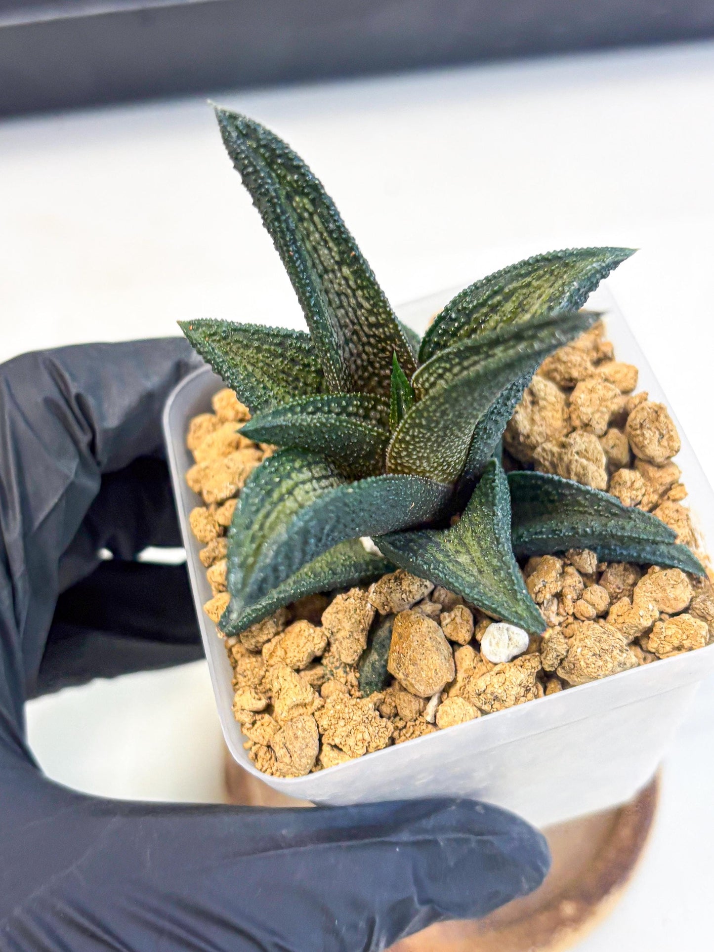 Haworthia Kintakyo (wa4) (r2) | Rare Succulent