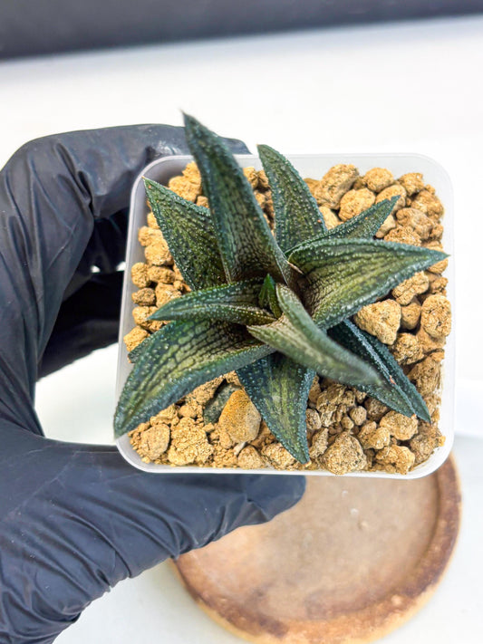 Haworthia Kintakyo (wa4) (r2) | Rare Succulent