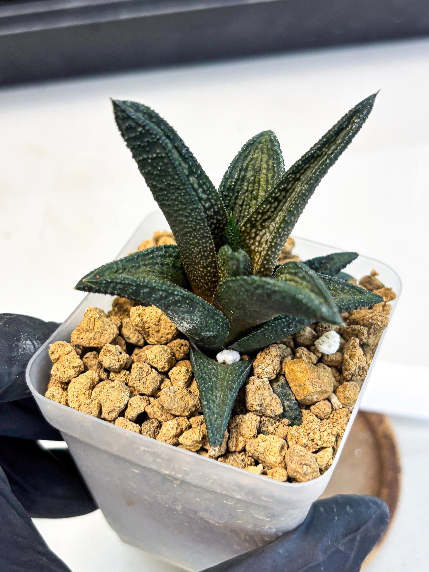 Haworthia Kintakyo (wa4) (r2) | Rare Succulent