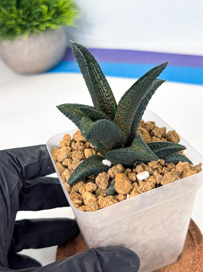Haworthia Kintakyo (wa4) (r2) | Rare Succulent