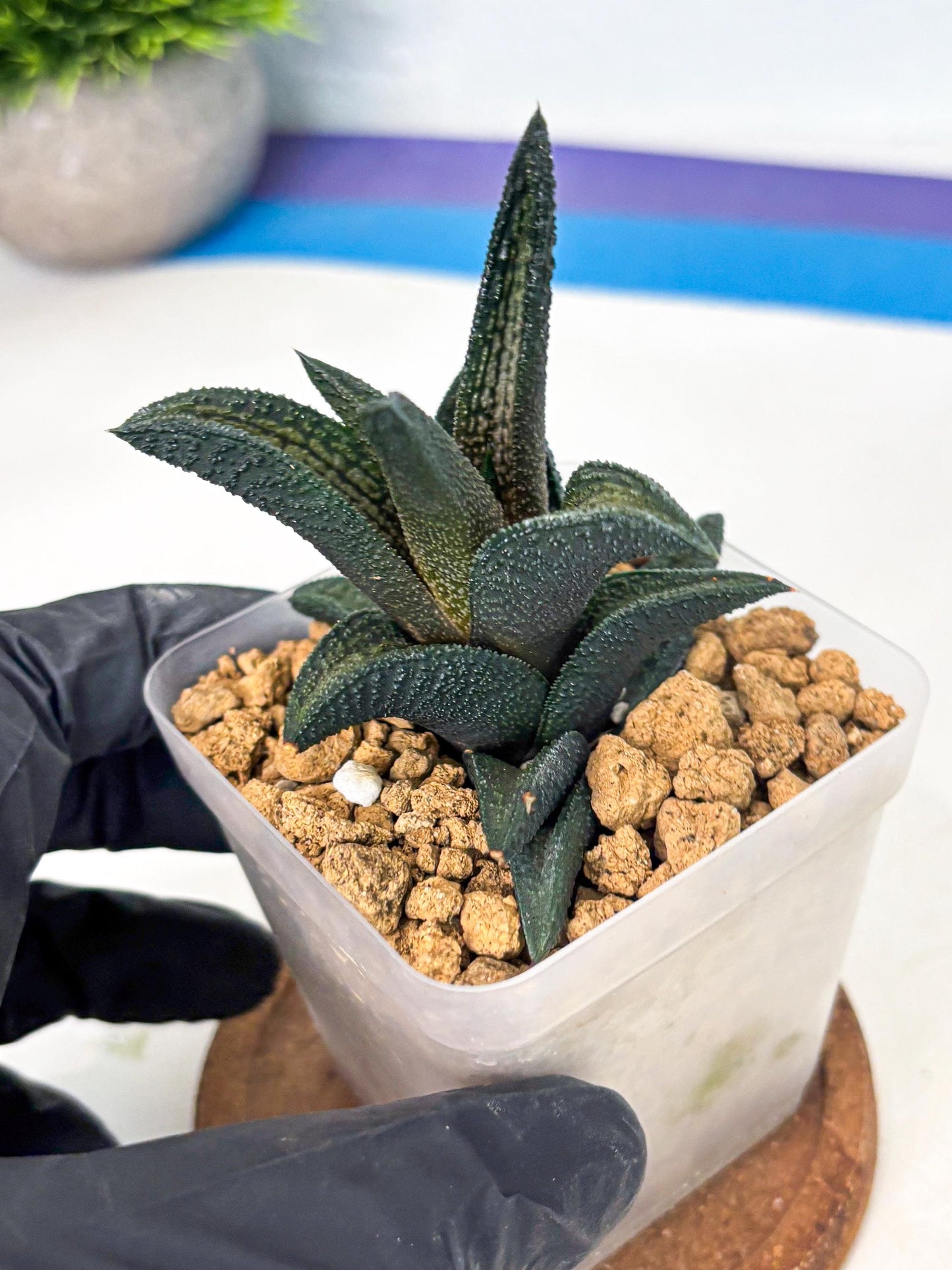 Haworthia Kintakyo (wa4) (r2) | Rare Succulent