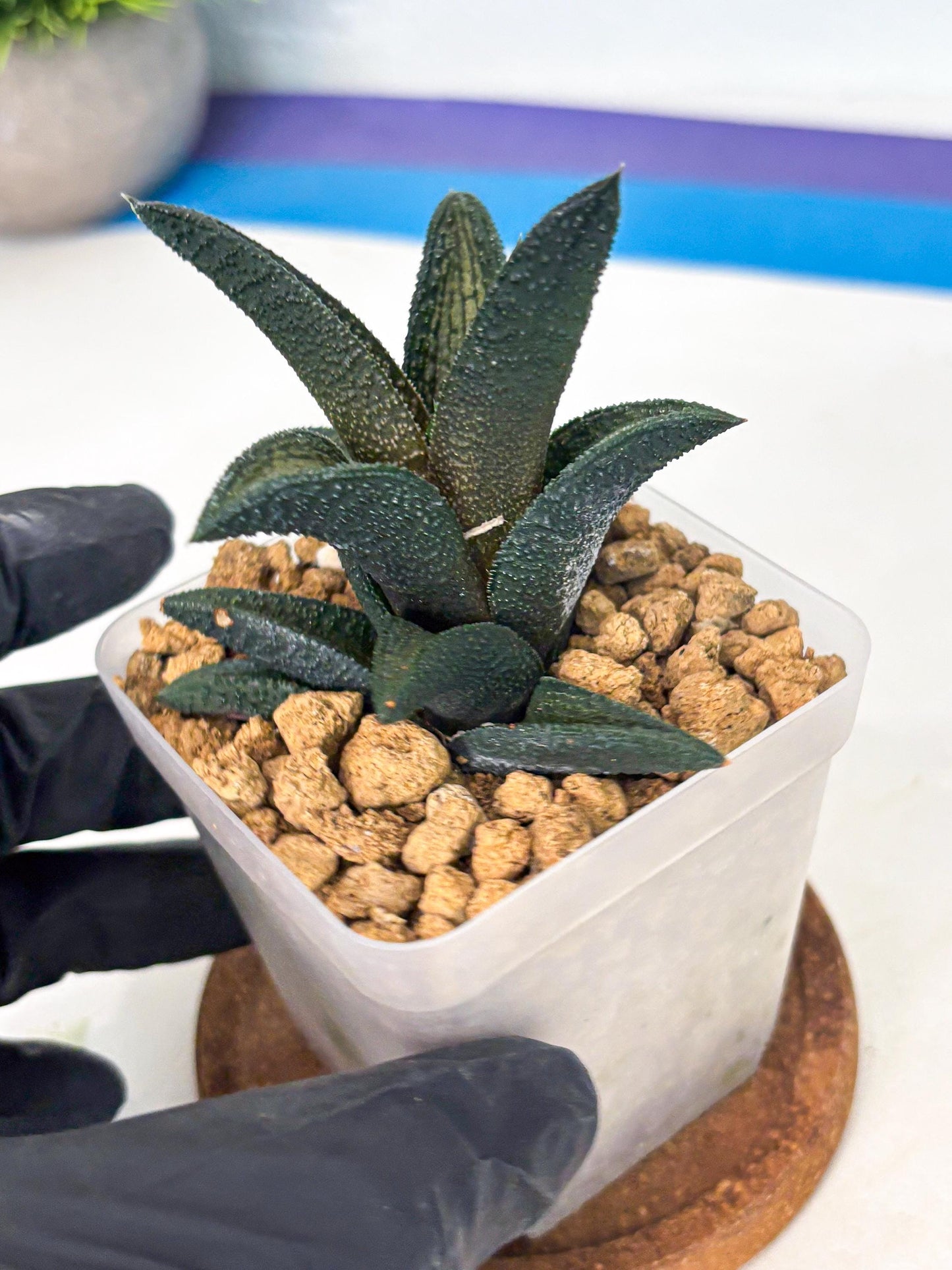 Haworthia Kintakyo (wa4) (r2) | Rare Succulent