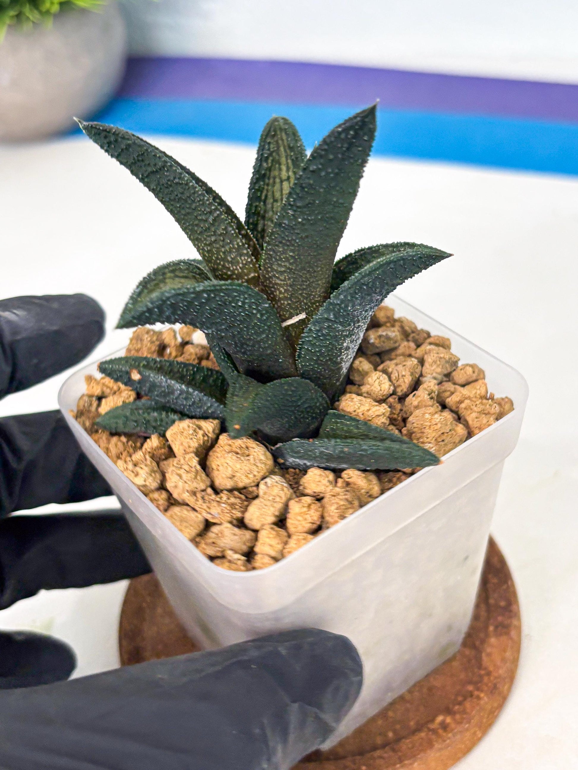 Haworthia Kintakyo (wa4) (r2) | Rare Succulent