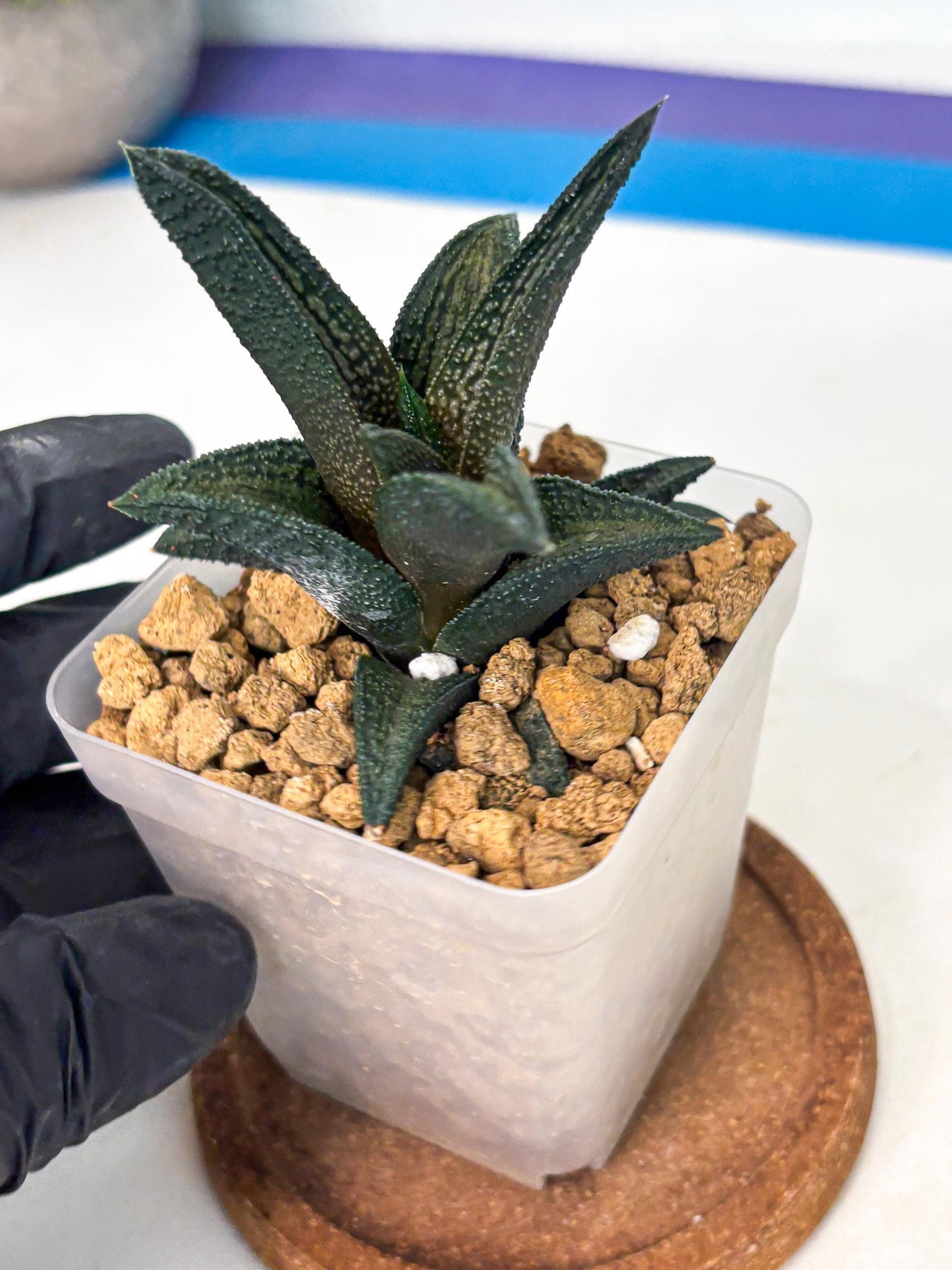 Haworthia Kintakyo (wa4) (r2) | Rare Succulent