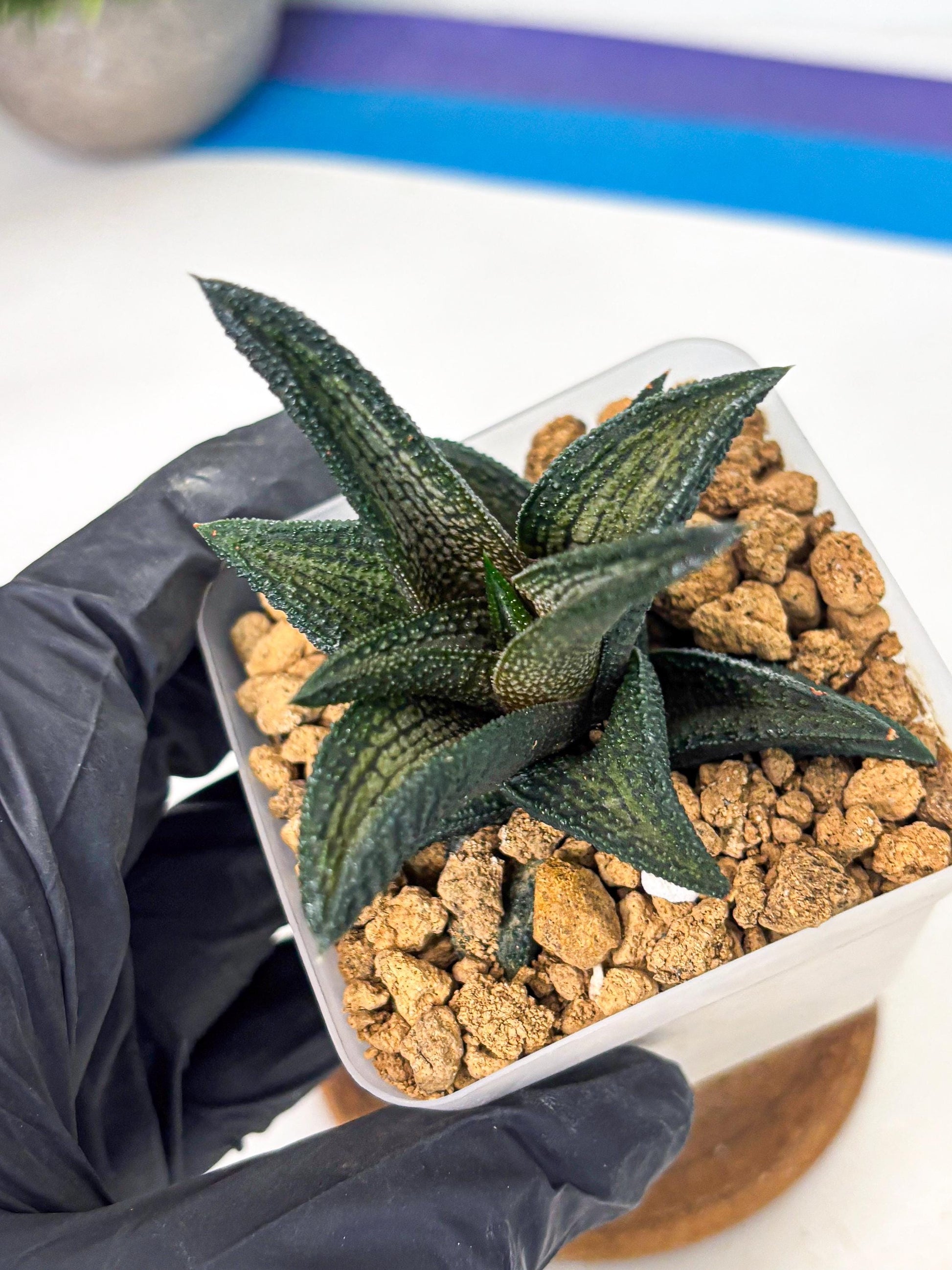 Haworthia Kintakyo (wa4) (r2) | Rare Succulent