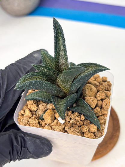 Haworthia Kintakyo (wa4) (r2) | Rare Succulent