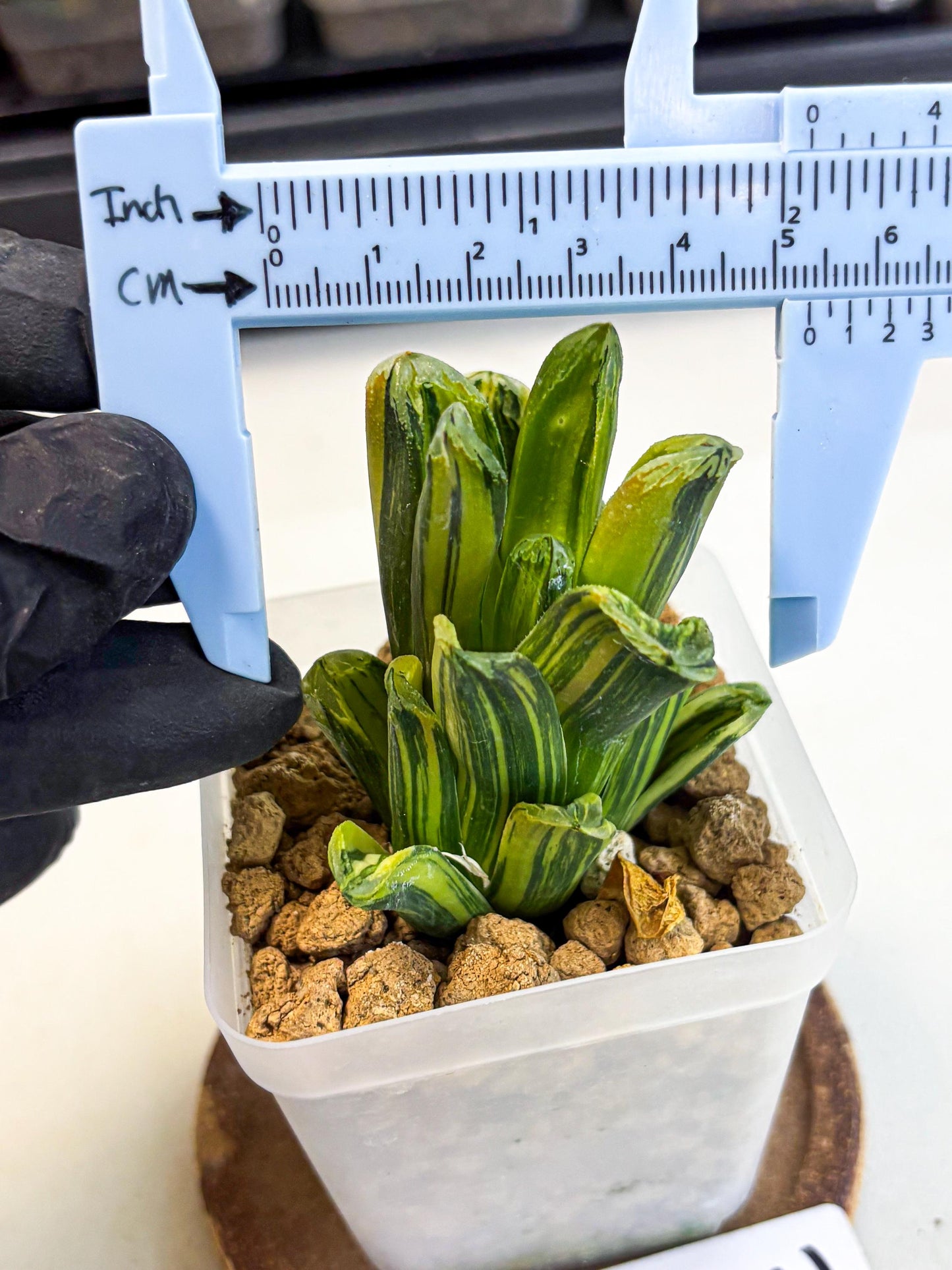 Haworthia Miho Var (wa4) (r3) | Rare Succulent