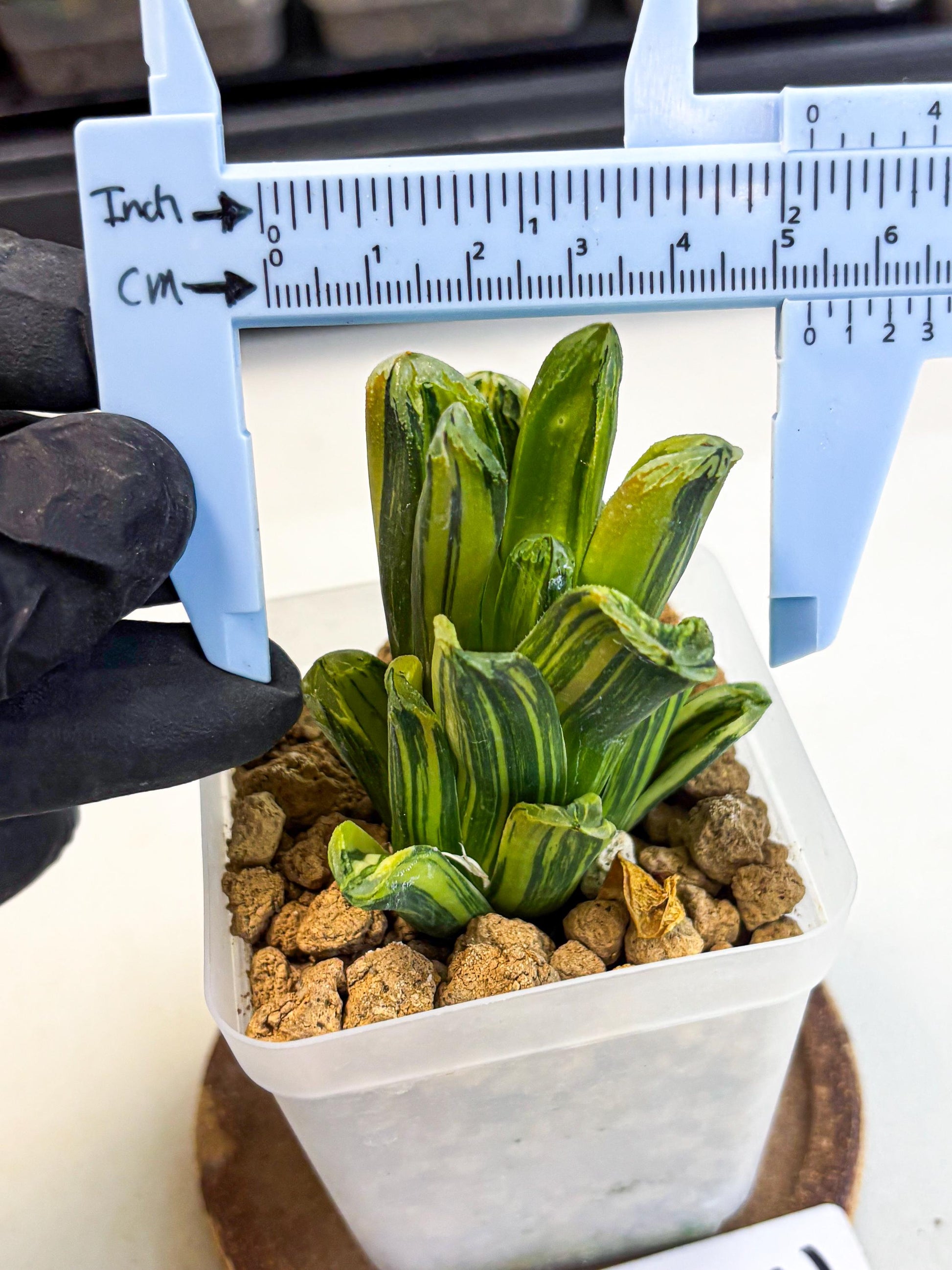 Haworthia Miho Var (wa4) (r3) | Rare Succulent
