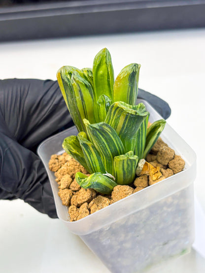 Haworthia Miho Var (wa4) (r3) | Rare Succulent