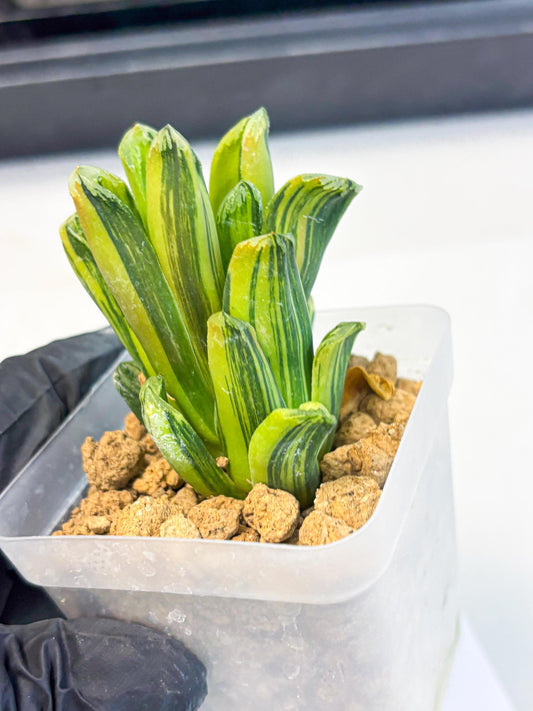 Haworthia Miho Var (wa4) (r3) | Rare Succulent