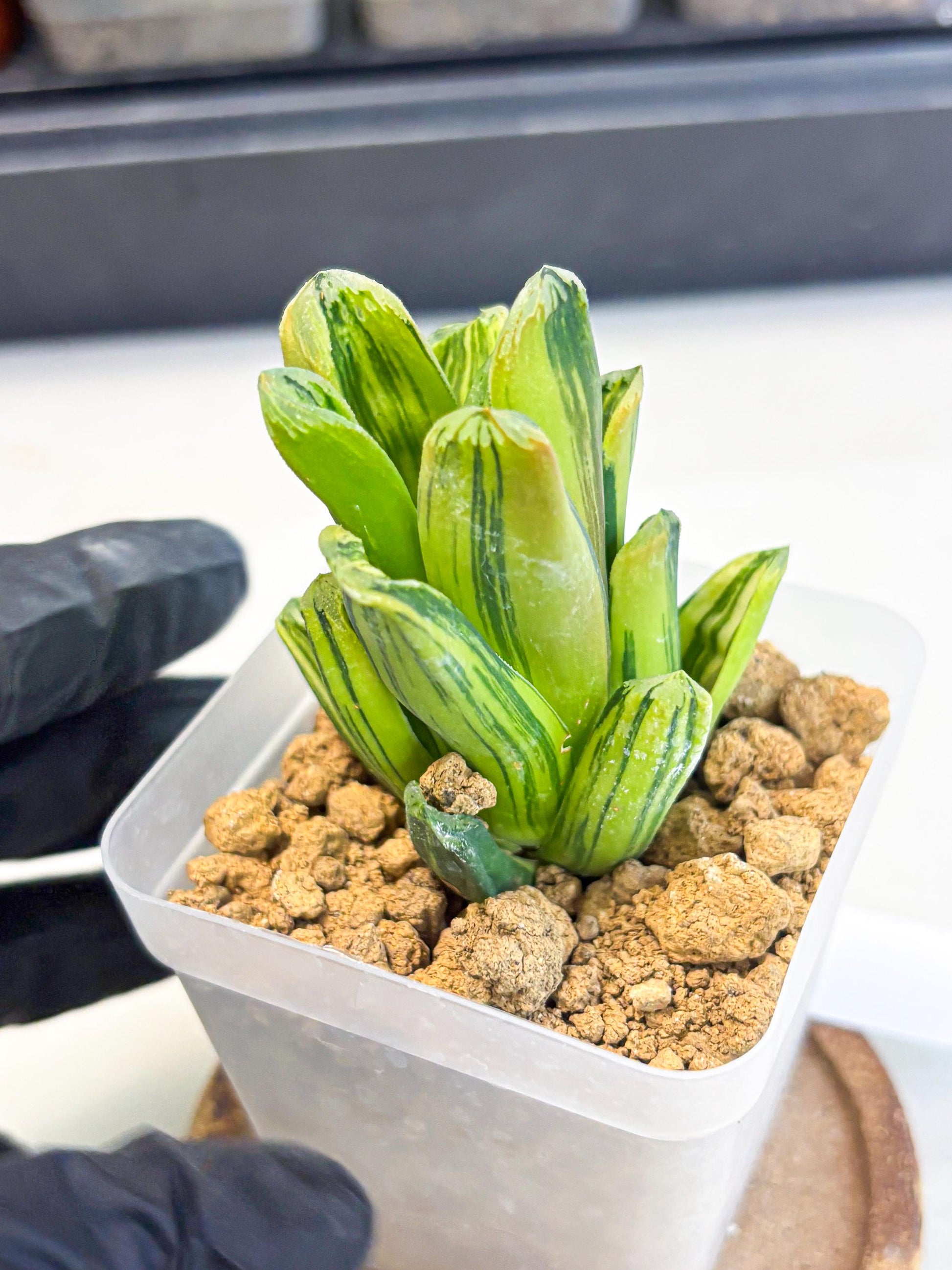 Haworthia Miho Var (wa4) (r3) | Rare Succulent